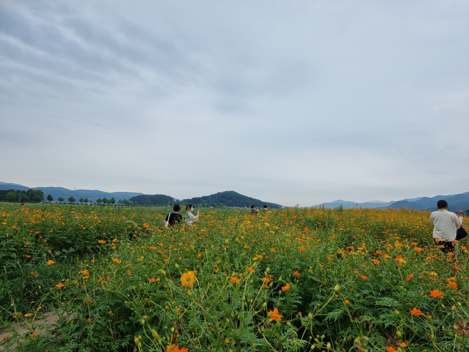 제주 수목원길야시장 먹거리 제주도 먹방여행