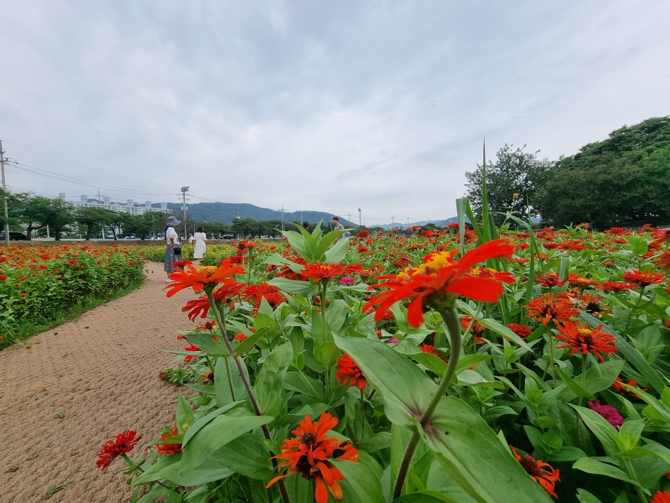 제주 수목원길야시장 먹거리 제주도 먹방여행