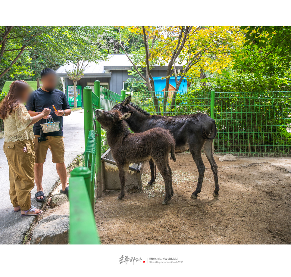 경기도 아이와 가볼만한곳 아침고요동물원 가평 동물원