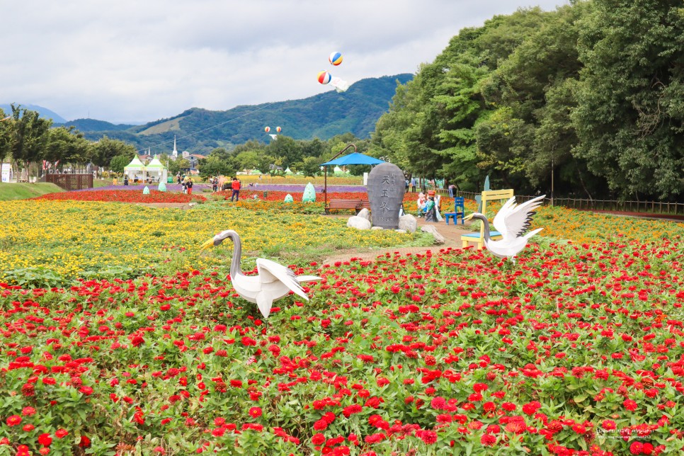 경남 여행 함양 가볼만한곳 상림공원 가을 꽃구경 함양 산삼축제