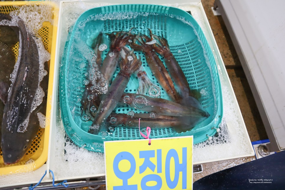 통영 먹거리 중앙시장 활어시장 회포장 통영 충무김밥 꿀빵까지