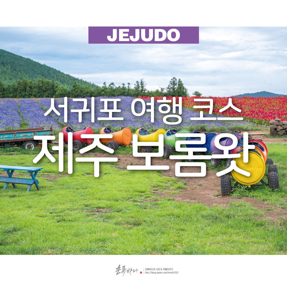 서귀포 여행 코스 제주 핫플 보롬왓 가을 꽃구경