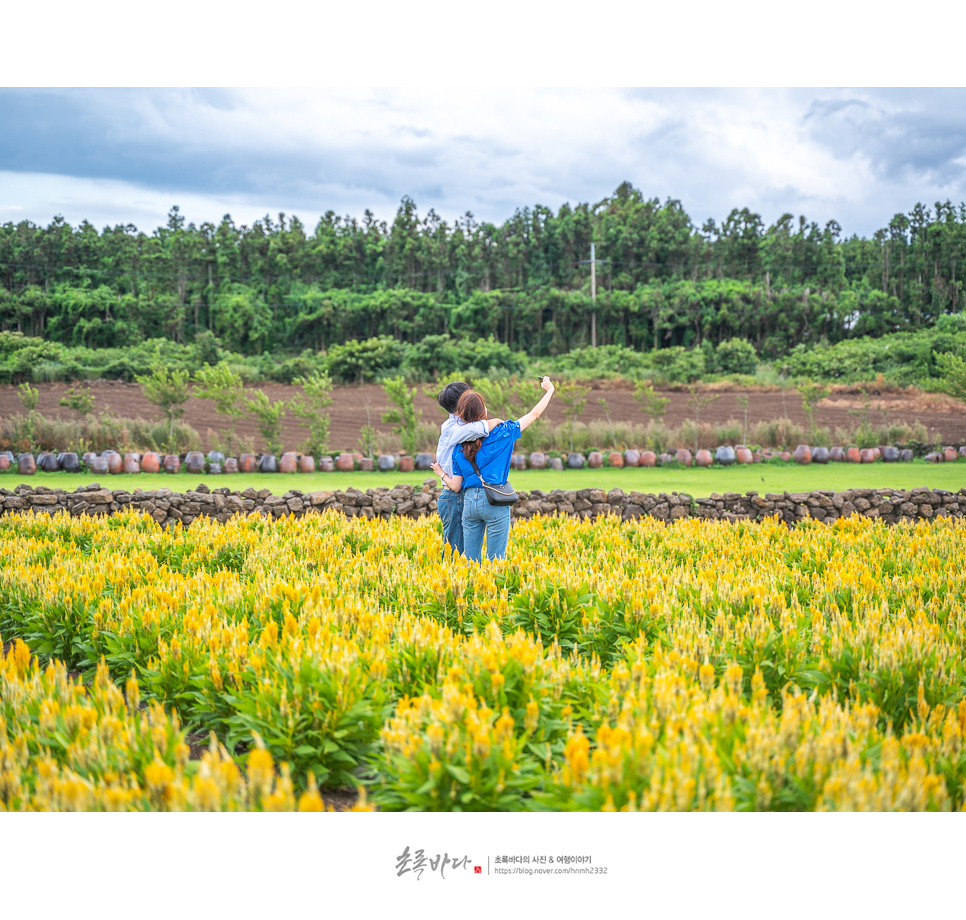 서귀포 여행 코스 제주 핫플 보롬왓 가을 꽃구경