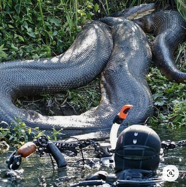한강 괴생명체 반포대교 헤엄치는 대형뱀 그린 아나콘다 ?!