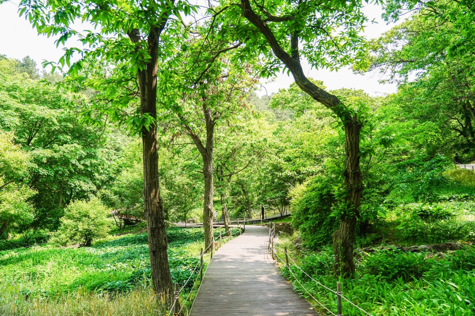 용인 자연휴양림 용인캠핑장 추천 예약 방법