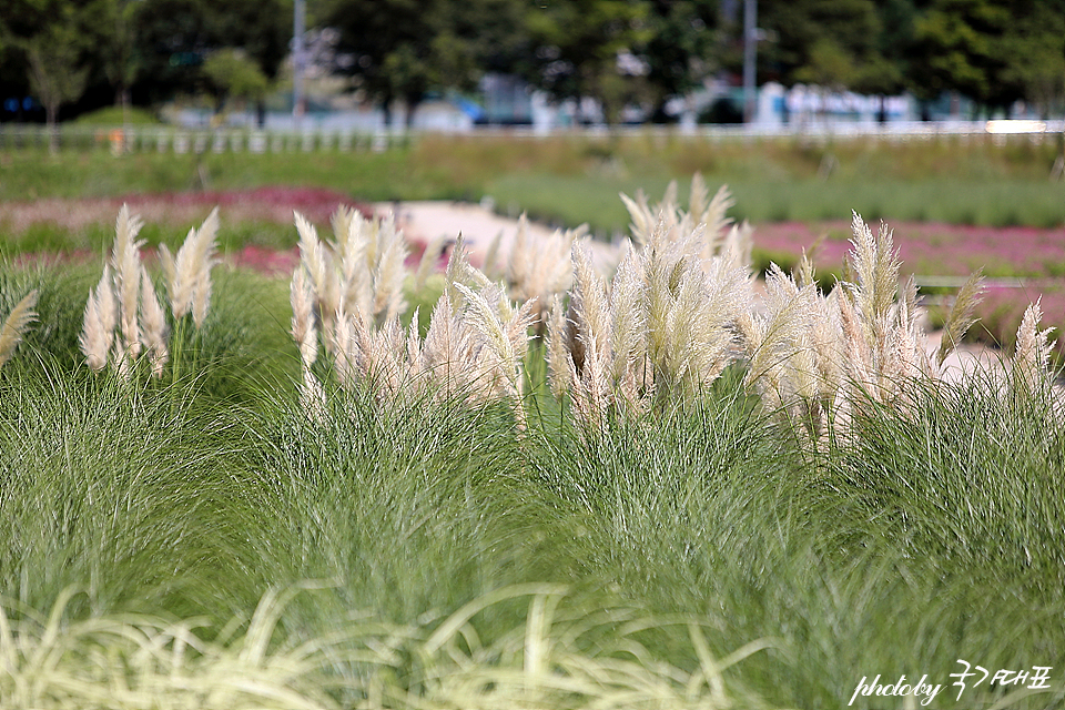 국내 당일치기 여행 양주 나리공원 농원 양주 천일홍축제