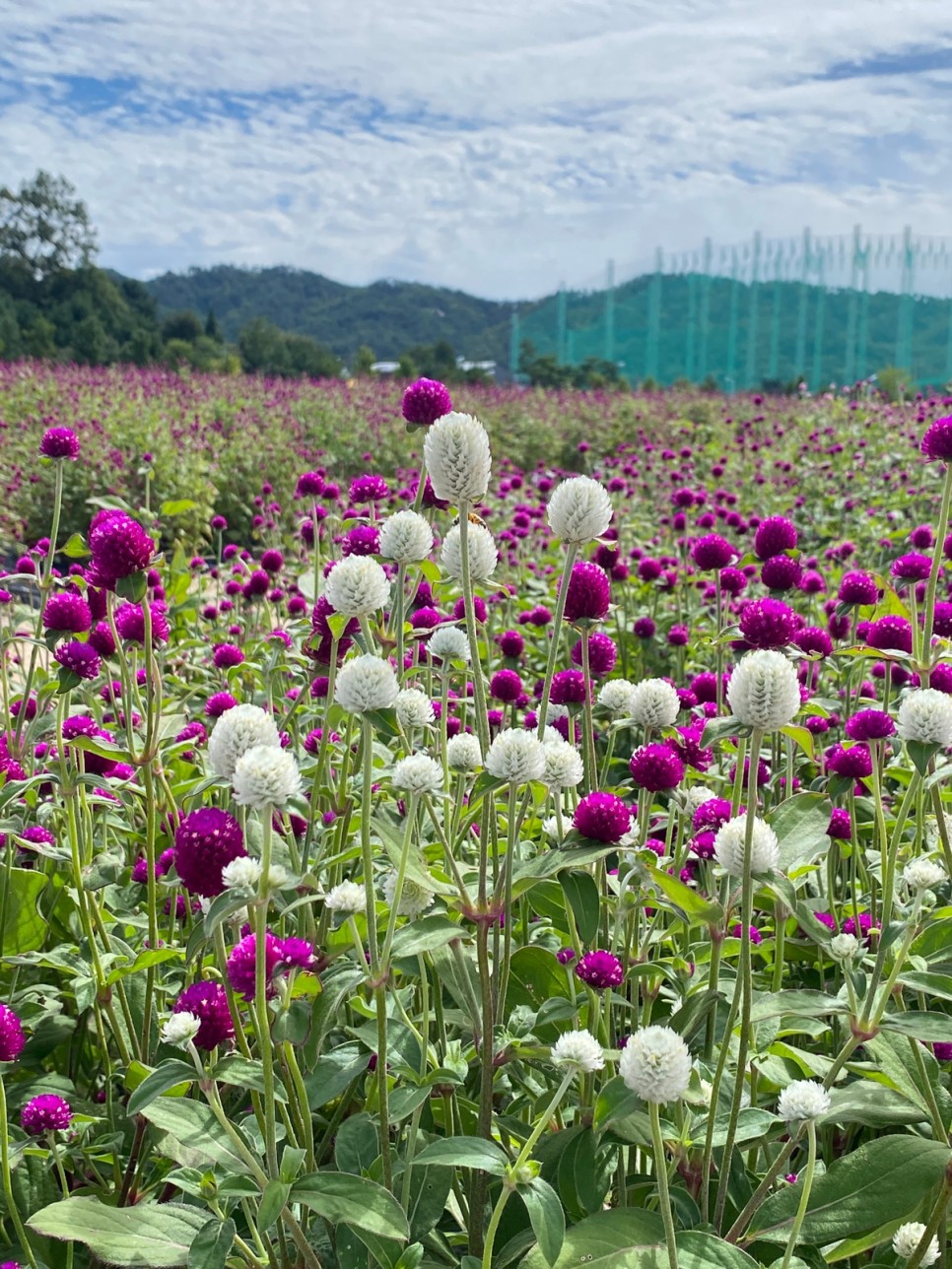 양주 가볼만한곳 나리공원 농원 가을 꽃구경 천일홍 축제