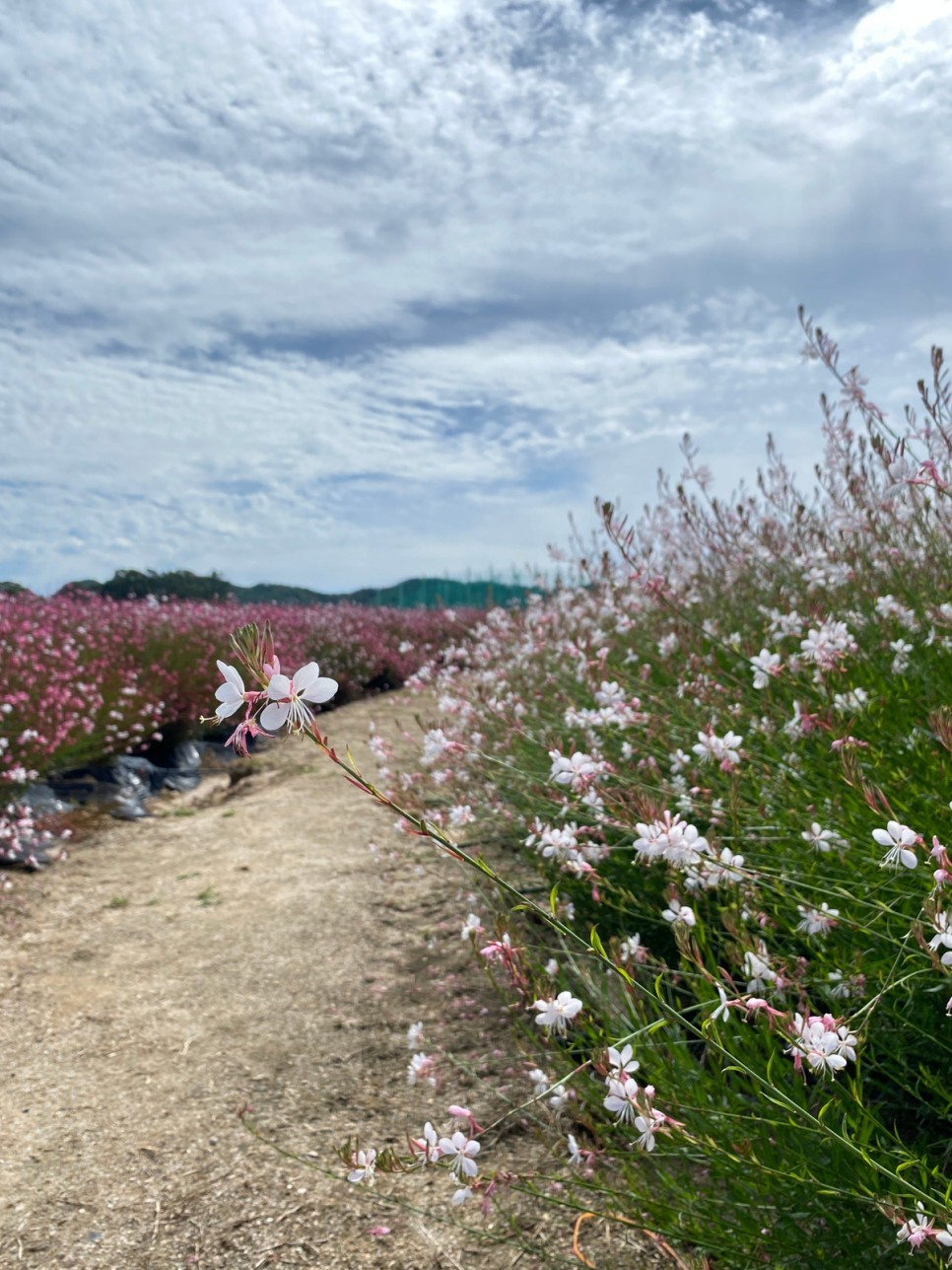 양주 가볼만한곳 나리공원 농원 가을 꽃구경 천일홍 축제
