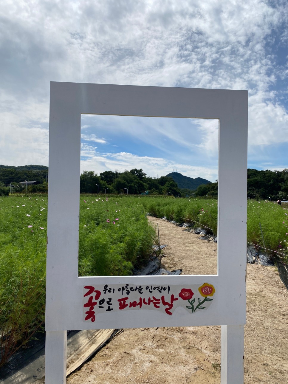 양주 가볼만한곳 나리공원 농원 가을 꽃구경 천일홍 축제