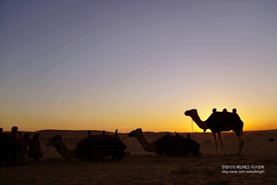 아랍에미레이트 두바이 여행 사막투어는 완벽했다... (패키지 노노)
