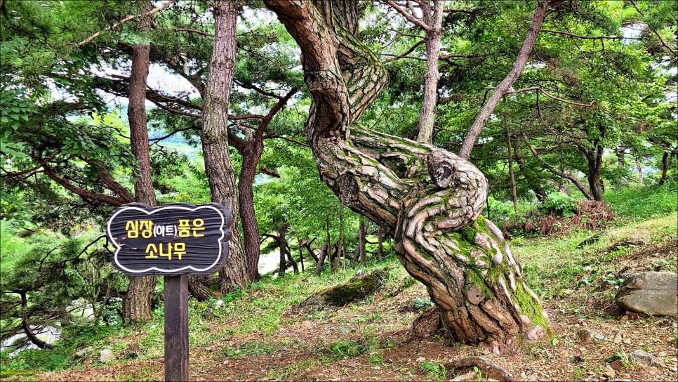 국내 당일치기 여행 충북 제천 청풍호 청풍문화재단지 가을에 가볼만한곳!