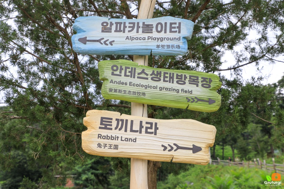 강원도 가볼만한곳 홍천 알파카월드 동물원 동물체험 야외데이트