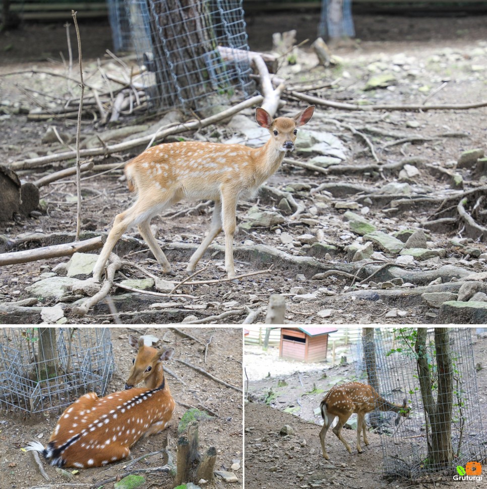 강원도 가볼만한곳 홍천 알파카월드 동물원 동물체험 야외데이트