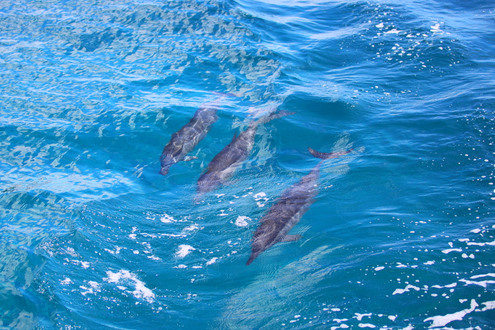 괌 돌핀크루즈 잊지 못할 액티비티 돌고래 투어 추천