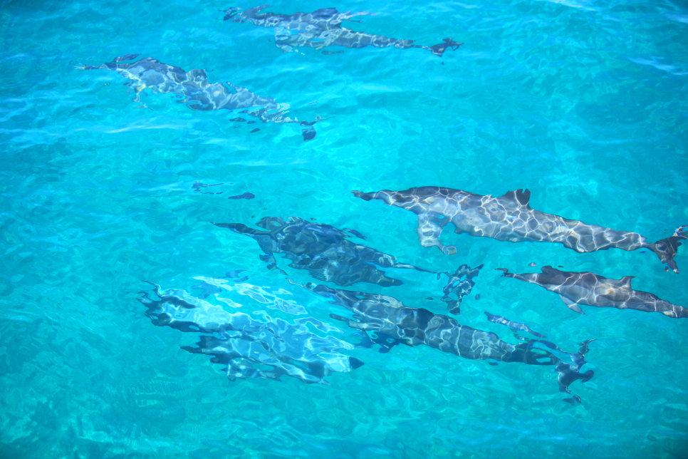 괌 돌핀크루즈 잊지 못할 액티비티 돌고래 투어 추천