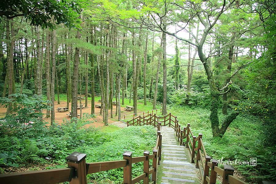 제주 한라 수목원 제주도 숲길 나홀로 여행 걷기 좋은 길