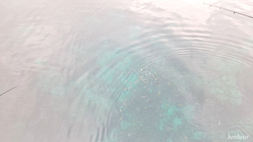 괌 액티비티 돌핀크루즈 투어 환상적