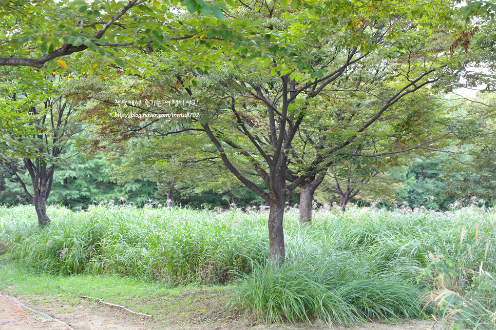 서울숲 성수동 가볼만한곳 서울숲길, 놀거리, 사슴, 놀이터, 주차 정보