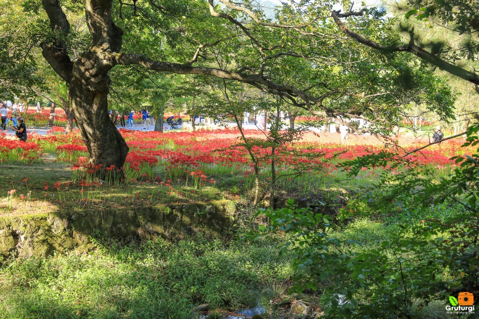 고창 선운산 도립공원 고창 선운사 꽃무릇 가을 꽃구경 고창 가볼만한곳