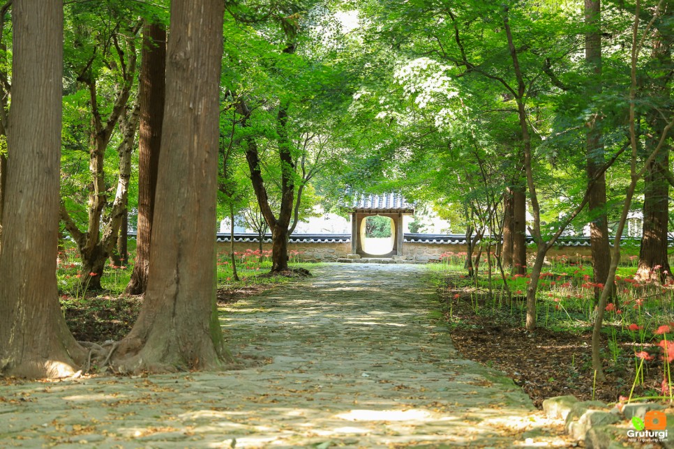 고창 선운산 도립공원 고창 선운사 꽃무릇 가을 꽃구경 고창 가볼만한곳