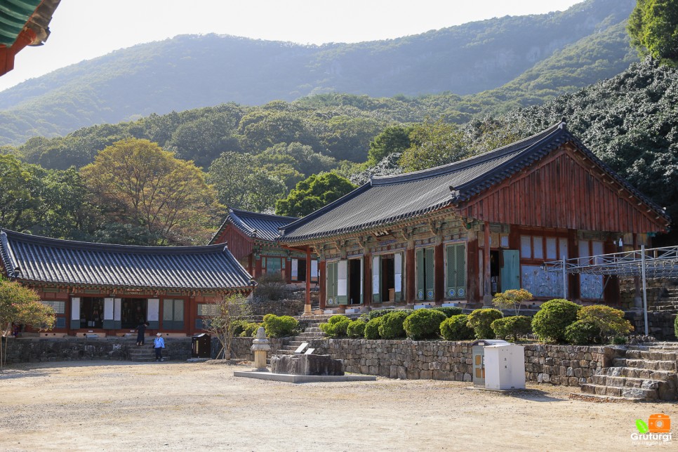 고창 선운산 도립공원 고창 선운사 꽃무릇 가을 꽃구경 고창 가볼만한곳