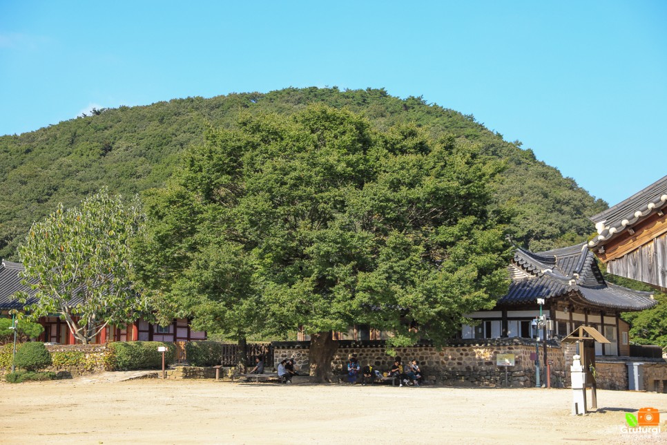 고창 선운산 도립공원 고창 선운사 꽃무릇 가을 꽃구경 고창 가볼만한곳