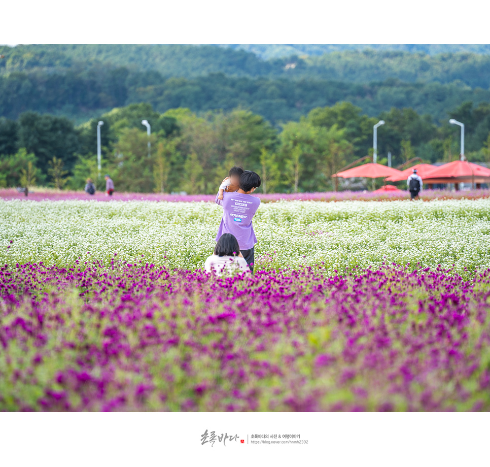 경기도 나들이 양주 가볼만한곳 꽃구경 경기도 공원 양주 나리공원 (나리농원) 천일홍 축제