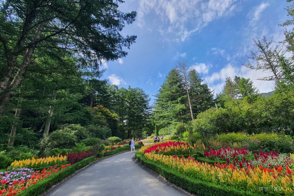 서울 근교 가볼만한곳 가을 여행 추천 가평 아침고요수목원