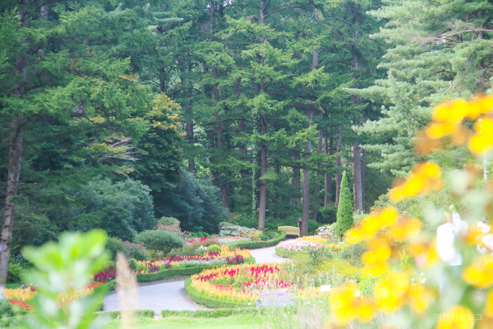 서울 근교 가볼만한곳 가을 여행 추천 가평 아침고요수목원