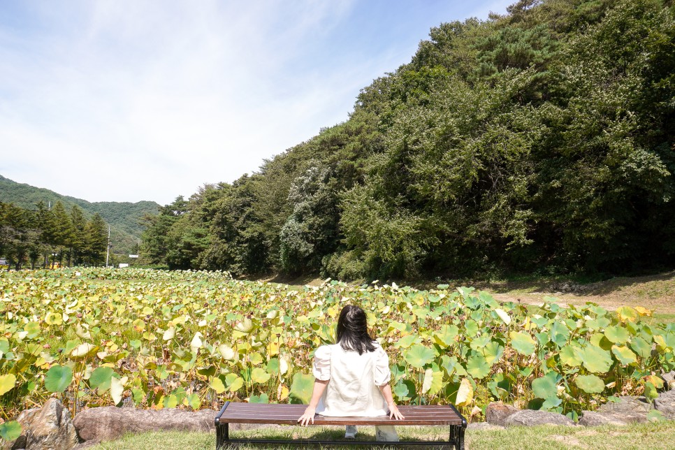 충북 보은가볼만한곳 말티재 전망대  속리산 테마파크  모노레일 법주사 솔향공원 스카이바이크