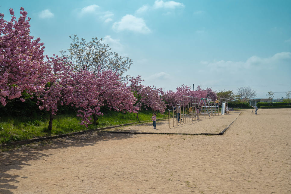 충남 드라이브코스  서산 겹벚꽃 명소 개심사, 문수사, 운신 초등학교