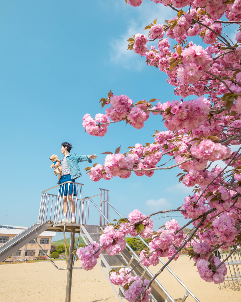 충남 드라이브코스  서산 겹벚꽃 명소 개심사, 문수사, 운신 초등학교