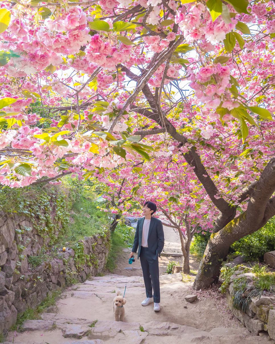 충남 드라이브코스  서산 겹벚꽃 명소 개심사, 문수사, 운신 초등학교