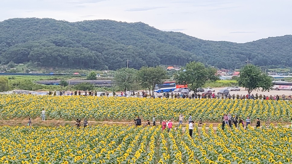 연천 가볼만한곳 연천 호로고루 해바라기 가득한 통일바라기축제