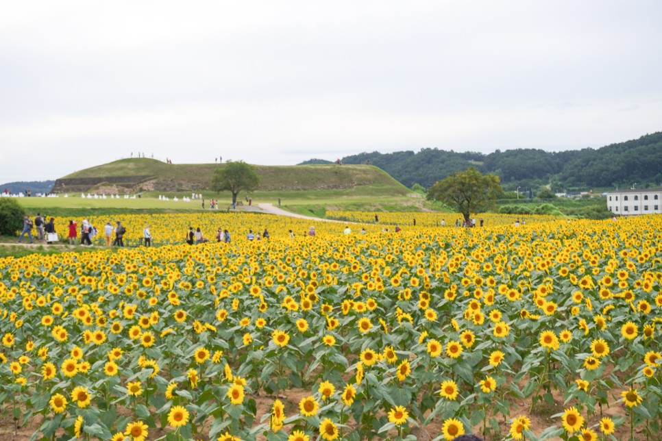 연천 가볼만한곳 연천 호로고루 해바라기 가득한 통일바라기축제