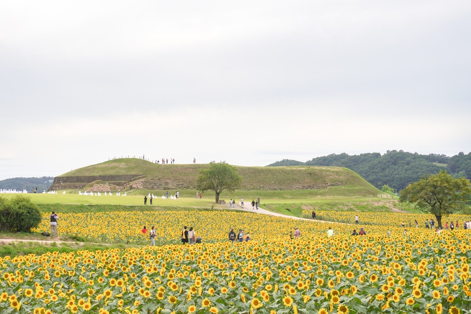 연천 가볼만한곳 연천 호로고루 해바라기 가득한 통일바라기축제