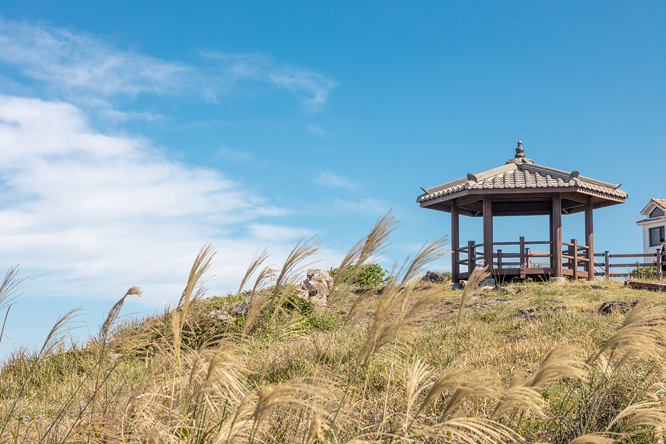 10월 제주도 여행 제주도 가볼만한곳 가을 제주 관광지 억새명소 6곳