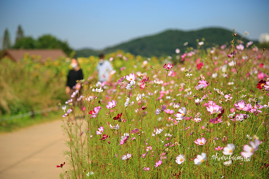 경기도 가을여행지 시흥 갯골생태공원 핑크뮬리 경기도 꽃구경 공원