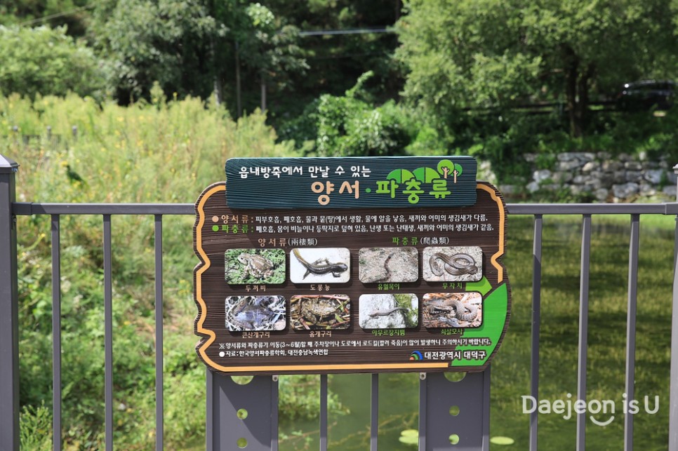 대전 전망 보며, 나들이해요. 데크 산책로가 있는 읍내 소류지