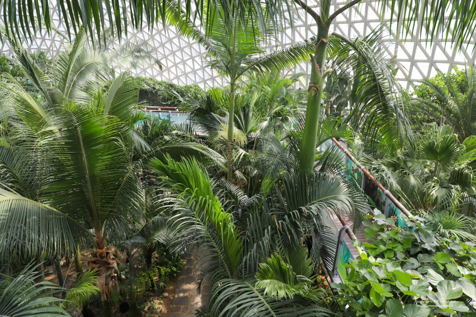 거제 여행 코스 식물원 거제 정글돔 수목원 정글타워 꿀잼