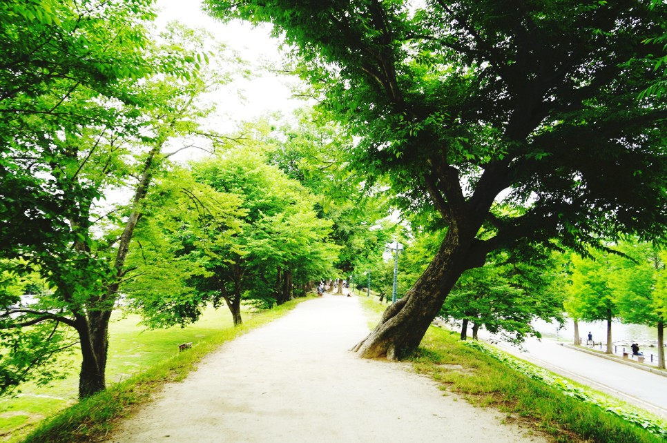 전라남도 담양 가볼만한곳 담양 죽녹원 등 여행 코스 5