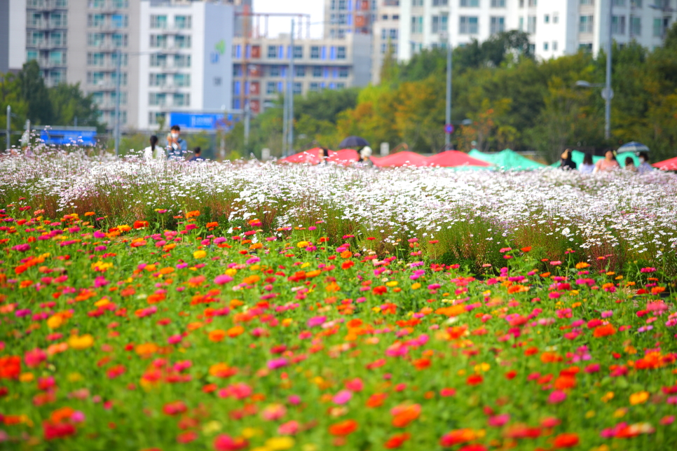 양주 나리공원 천일홍 축제 핑크뮬리 가득 경기도 꽃구경