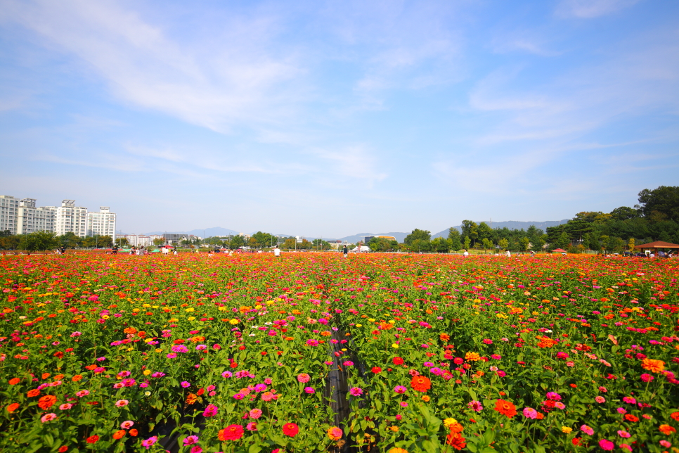 양주 나리공원 천일홍 축제 핑크뮬리 가득 경기도 꽃구경
