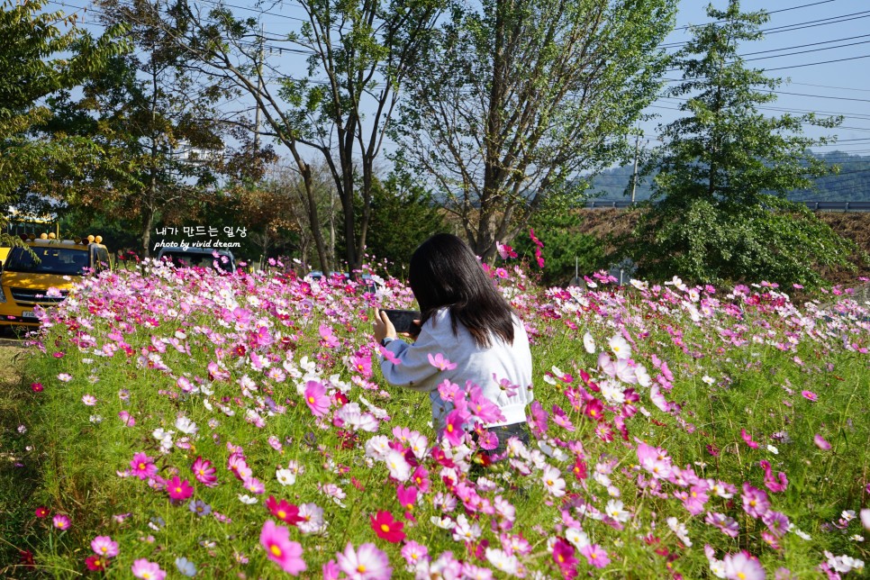 파주 가볼만한곳 가을꽃 코스모스 만발한 율곡습지공원