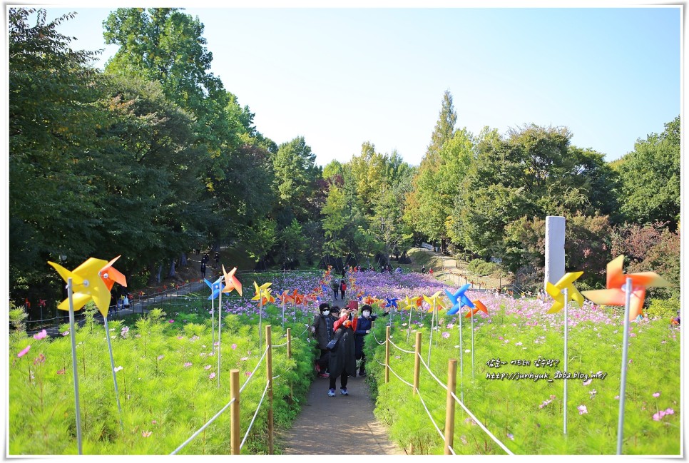 10월 놀러갈만한곳/가을나들이 서울 올림픽공원 들꽃마루 황화코스모스,장미광장,핑크뮬리