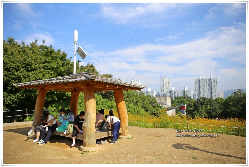 10월 놀러갈만한곳/가을나들이 서울 올림픽공원 들꽃마루 황화코스모스,장미광장,핑크뮬리