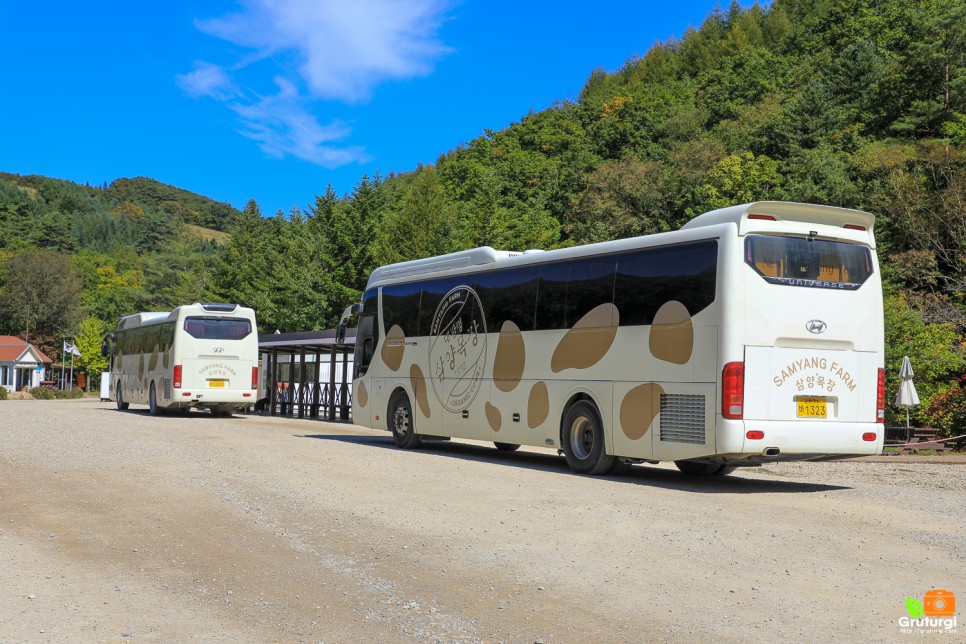 강원도 평창 가볼만한곳 대관령 삼양목장 목장체험 평창 여행코스