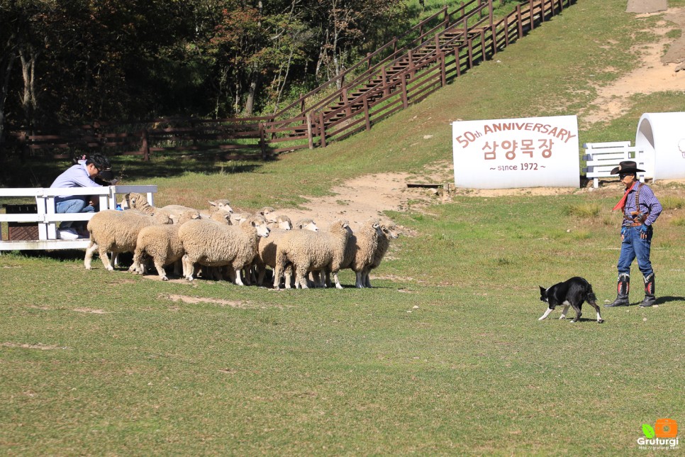 강원도 평창 가볼만한곳 대관령 삼양목장 목장체험 평창 여행코스