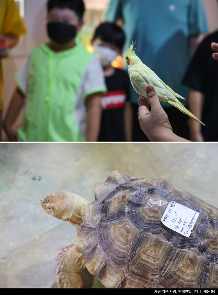 주말 나들이 아이와 강릉 가볼만한곳 강릉 여행코스 볼거리