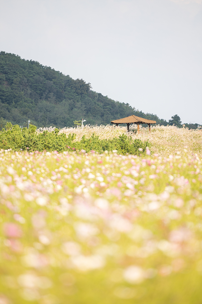 인천 영종도 갈만한곳 하늘정원 코스모스 인천 꽃구경 나들이